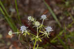 Fragrant eryngo